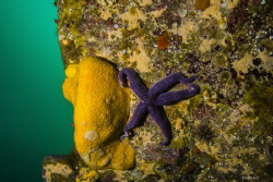 Sponge, Añihue Reserve by Felipe Gonzalez 